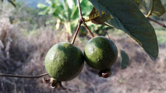 脆，甜[茂成合苗圃]