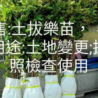 茂成合苗圃,土芭苗,土芭（拔）樂苗，土拔樂0918983708，，土地變更，買賣，，檢查照相使用，珍珠拔，粉紅蜜拔，香水拔樂
