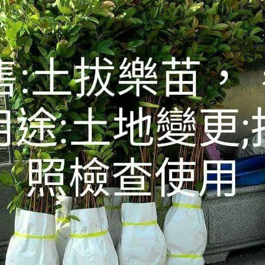 茂成合苗圃 0918983708，拔樂苗 土芭樂苗 珍珠拔苗 芭樂苗 粉紅蜜芭樂苗 水梨蜜芭樂苗芭樂樹實生苗拔土芭土拔，彰化縣種苗字第N1283號，，，，，，，，，，，