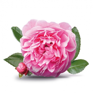 玫瑰又稱作「精油之后」，目前生產玫瑰精油的品種主要是「Rose Damascena」大馬士革玫瑰和「Rose Centifolia」摩洛哥玫瑰。大馬士革玫瑰大多種植在保加利亞、土耳其，而摩洛哥玫瑰則廣種於北非、摩洛哥等地。[世琳美容院(用品批發補給站)]