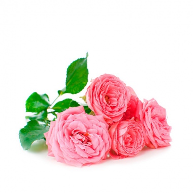 玫瑰又稱作「精油之后」，目前生產玫瑰精油的品種主要是「Rose Damascena」大馬士革玫瑰和「Rose Centifolia」摩洛哥玫瑰。大馬士革玫瑰大多種植在保加利亞、土耳其，而摩洛哥玫瑰則廣種於北非、摩洛哥等地。[世琳美容院(用品批發補給站)]